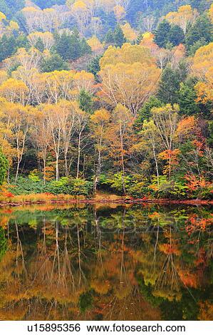 Autumnal Leaves Reflected in Water View Large Photo Image Stock Photograph - Autumnal Leaves Reflected in Water. Fotosearch