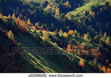 Autumnal Trees in Mountains View Large Photo Image Stock Image - Autumnal Trees in Mountains. Fotosearch