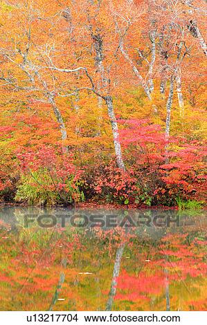 Autumnal Trees Reflected in Kama Pond View Large Photo Image Picture - Autumnal Trees Reflected in Kama Pond. Fotosearch