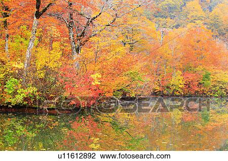 Autumnal Trees Reflected in Kama Pond View Large Photo Image Stock Image - Autumnal Trees Reflected in Kama Pond. Fotosearch