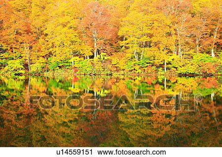 Autumnal Trees Reflected in Kama Pond View Large Photo Image Stock Image - Autumnal Trees Reflected in Kama Pond. Fotosearch