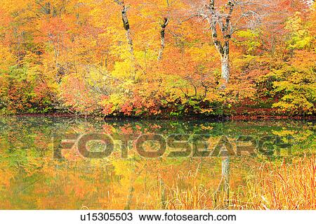 Autumnal Trees Reflected in Kama Pond View Large Photo Image Stock Image - Autumnal Trees Reflected in Kama Pond. Fotosearch