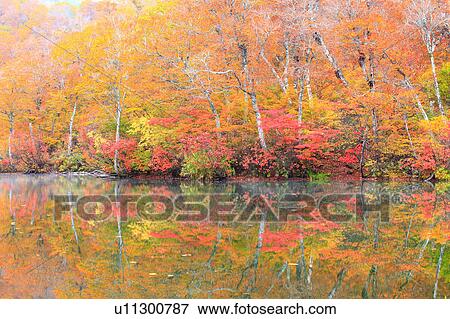 Stock Photo - Autumnal Trees Reflected in Kama Pond. Fotosearch