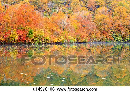 Autumnal Trees Reflected in Kama Pond View Large Photo Image Stock Photograph - Autumnal Trees Reflected in Kama Pond. Fotosearch
