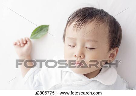 Baby Boy Sleeping with Leaf in Hand View Large Photo Image Stock Image - Baby Boy Sleeping with Leaf in Hand. Fotosearch