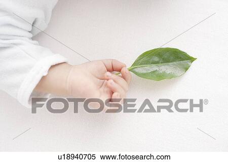 Baby Holding Leaf View Large Photo Image Stock Photography - Baby Holding Leaf. Fotosearch