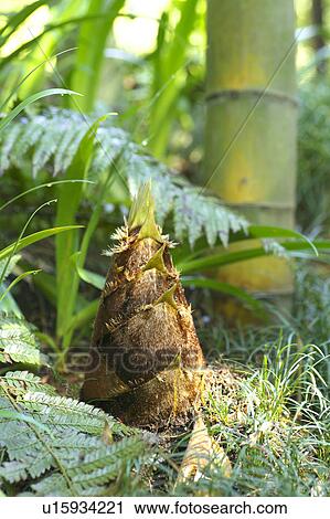 Bamboo shoot, Setagaya ward, Tokyo, Honshu, Japan View Large Photo Image Stock Image - Bamboo shoot, Setagaya ward, Tokyo, Honshu, Japan. Fotosearch