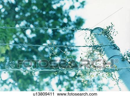 Bared wire, low angle view, Tokyo, Honshu, Japan View Large Photo Image Stock Image - Bared wire, low angle view, Tokyo, Honshu, Japan. Fotosearch