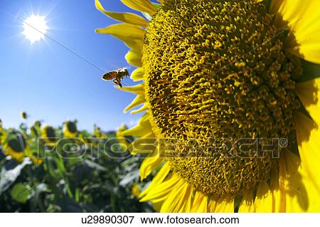 Bee and sunflower, close-up View Large Photo Image Stock Photo - Bee and sunflower, close-up. Fotosearch