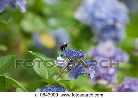 Bee on Hydrangea View Large Photo Image Stock Photo - Bee on Hydrangea. Fotosearch