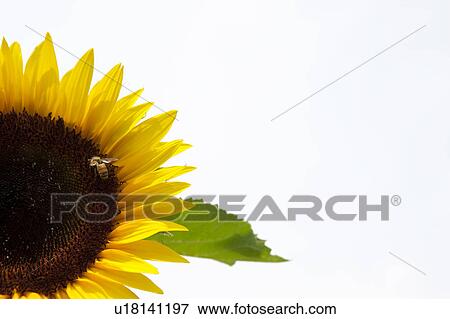 Stock Photo - Bee on Sunflower. Fotosearch
