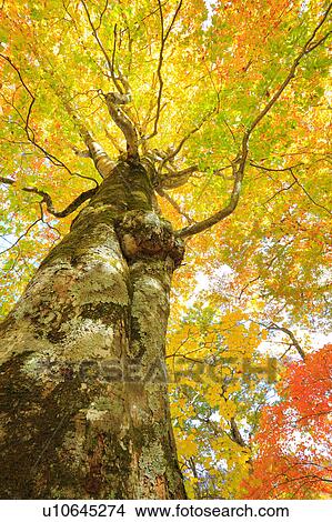 Beech Trees in Autumn View Large Photo Image Picture - Beech Trees in Autumn. Fotosearch