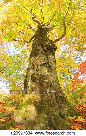 Picture - Beech Trees in Autumn. Fotosearch