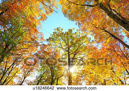 Stock Image - Beech Trees in Autumn. Fotosearch