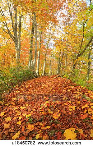 Stock Image - Beech Trees in Autumn. Fotosearch