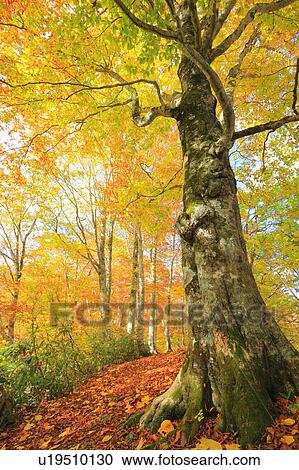 Beech Trees in Autumn View Large Photo Image Stock Image - Beech Trees in Autumn. Fotosearch