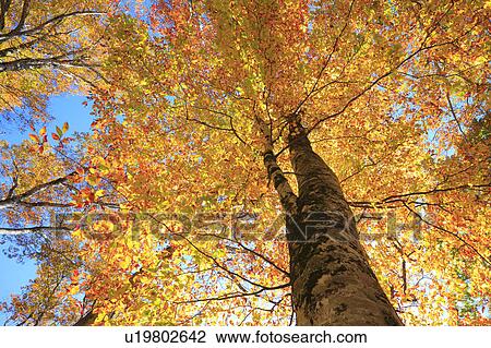 Beech Trees in Autumn View Large Photo Image Stock Image - Beech Trees in Autumn. Fotosearch