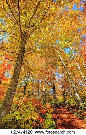 Beech Trees in Autumn View Large Photo Image Stock Image - Beech Trees in Autumn. Fotosearch