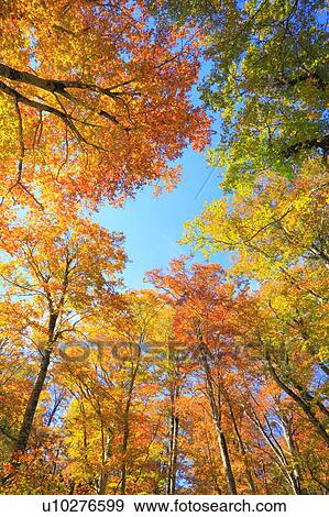 Stock Photo - Beech Trees in Autumn. Fotosearch
