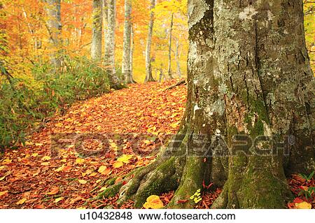 Beech Trees in Autumn View Large Photo Image Stock Photo - Beech Trees in Autumn. Fotosearch