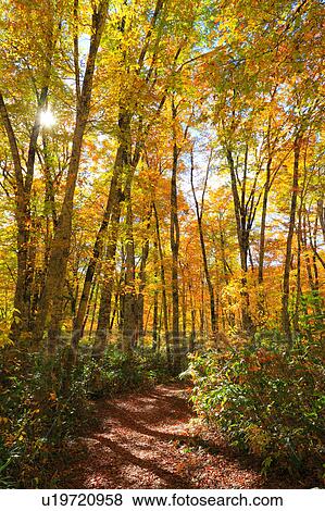 Stock Photo - Beech Trees in Autumn. Fotosearch