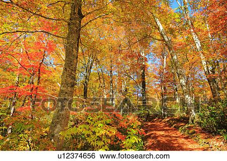 Stock Photograph - Beech Trees in Autumn. Fotosearch