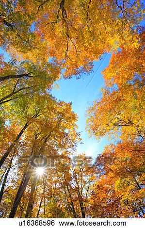 Beech Trees in Autumn View Large Photo Image Stock Photograph - Beech Trees in Autumn. Fotosearch