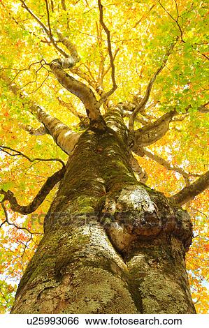 Beech Trees in Autumn View Large Photo Image Stock Photograph - Beech Trees in Autumn. Fotosearch