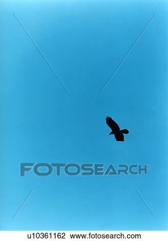 Bird flying, silhouette, Iwate Prefecture, Honshu, Japan View Large Photo Image Stock Image - Bird flying, silhouette, Iwate Prefecture, Honshu, Japan. Fotosearch