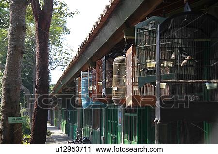 Bird market, Yogyakarta, Indonesia View Large Photo Image Stock Image - Bird market, Yogyakarta, Indonesia. Fotosearch