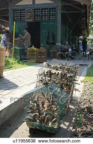 Stock Photo - Bird market, Yogyakarta, Indonesia. Fotosearch