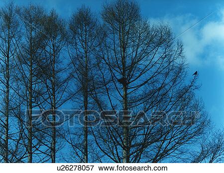 Bird perching on tree, Iwate Prefecture, Honshu, Japan View Large Photo Image Stock Photo - Bird perching on tree, Iwate Prefecture, Honshu, Japan. Fotosearch