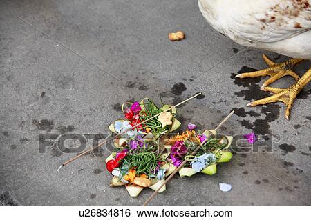 Stock Photograph - Bird trying to eat religious offering. Fotosearch