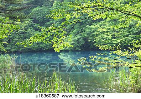Bishamon-numa pond, One of the Goshiki (five colored) ponds in Fukushima Prefecture, Honshu Japan View Large Photo Image Stock Photo - Bishamon-numa pond, One of the Goshiki (five colored) ponds in Fukushima Prefecture, Honshu Japan. Fotosearch