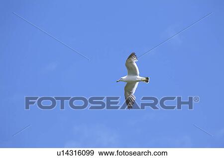 Black-tailed gulls flying, Aomori Prefecture, Honshu, Japan View Large Photo Image Stock Photo - Black-tailed gulls flying, Aomori Prefecture, Honshu, Japan. Fotosearch