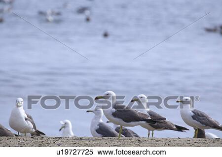 Stock Photography - Black-tailed gulls on beach, Aomori Prefecture, Honshu, Japan. Fotosearch
