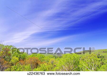 Blue Sky Over Forest View Large Photo Image Stock Image - Blue Sky Over Forest. Fotosearch