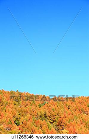 Blue Sky Over Larch Tree Forest in Autumn View Large Photo Image Stock Photograph - Blue Sky Over Larch Tree Forest in Autumn. Fotosearch
