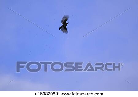 Stock Photo - Brown-eared Bulbul Flying. Fotosearch