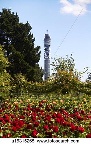 Stock Photography - BT Tower and Queen Mary Rose Garden. Fotosearch