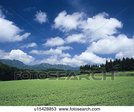 Stock Image - Buckwheat Farm at Togakushi highlands. Fotosearch