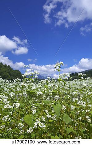 Buckwheat field, Nagano Prefecture, Honshu, Japan View Large Photo Image Stock Image - Buckwheat field, Nagano Prefecture, Honshu, Japan. Fotosearch