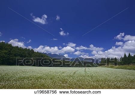 Buckwheat field, Nagano Prefecture, Honshu, Japan View Large Photo Image Stock Photograph - Buckwheat field, Nagano Prefecture, Honshu, Japan. Fotosearch
