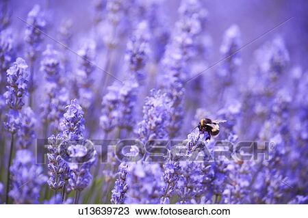 Bumble Bee on Lavender Flower View Large Photo Image Stock Image - Bumble Bee on Lavender Flower. Fotosearch