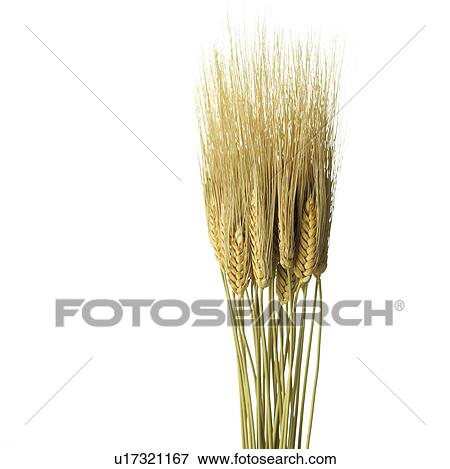 Bunch of Wheat View Large Photo Image Stock Photo - Bunch of Wheat. Fotosearch