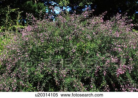 Bush clover View Large Photo Image Stock Photography - Bush clover. Fotosearch