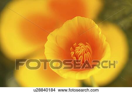 California poppy View Large Photo Image Picture - California poppy. Fotosearch