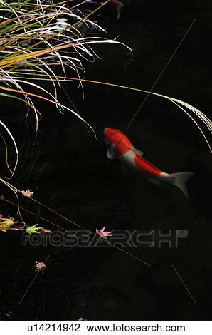 Carp and Japanese Pampas Grass View Large Photo Image Stock Image - Carp and Japanese Pampas Grass. Fotosearch