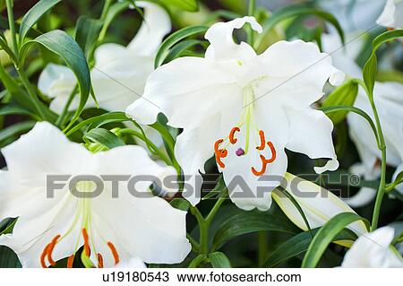 Stock Image - Casablanca Lily. Fotosearch