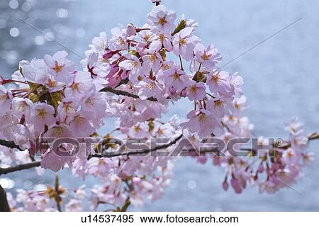 Cherry blossom, Fukushima Prefecture, Honshu, Japan View Large Photo Image Stock Photography - Cherry blossom, Fukushima Prefecture, Honshu, Japan. Fotosearch